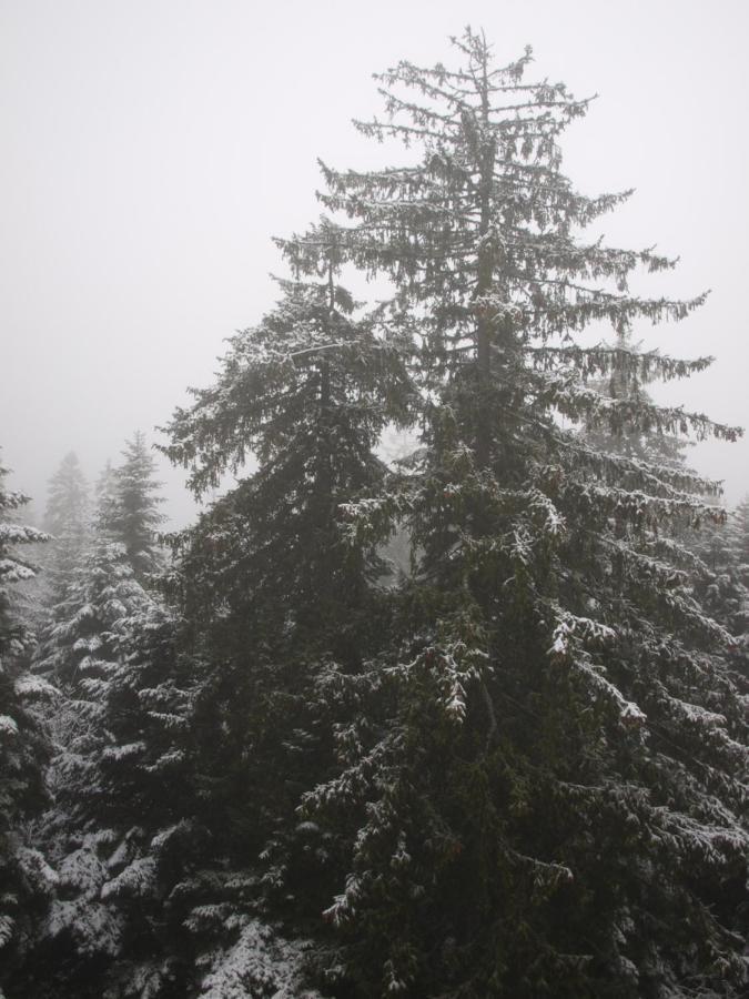 Borovets Forest View Exteriér fotografie